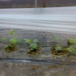 Multi-functional mulch Film